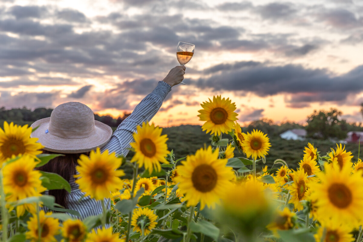 Women with wine glass in sunflower field.